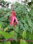 P1010330Fuchsie.JPG