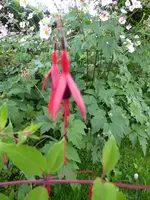 P1010330Fuchsie.webp