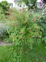 P1010331Fuchsie.webp