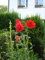 P1010332Englsiche Rose.webp