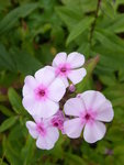 P1010333Phlox.JPG