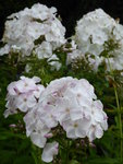 P1010335Phlox.JPG