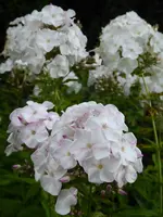 P1010335Phlox.webp