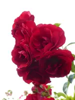 P1010338Amadeus.webp