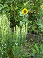 P1010339Sonnenblume hinterm Bohnenkraut.webp