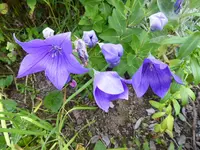 P1010341blaue Ballonblume.webp
