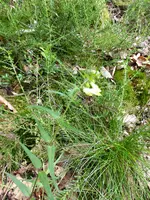 P1010343Wachteleizen.webp