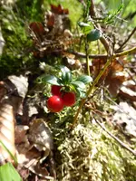 P1010344Preisselbeeren.webp