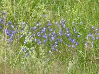 P1010345Glockenblumen.webp