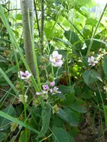 P1010353Brombeerblüte.webp