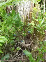 P1010357Blaubeeren.webp