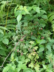 P1010361Himbeeren.JPG