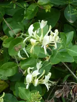 P1010366Geißblatt.webp
