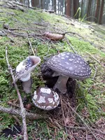 P1010368Grauer Wulstling.webp