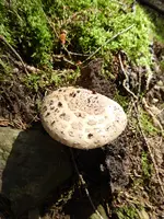 P1010370Perlpilz.webp