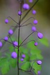 DSC_0749.JPG