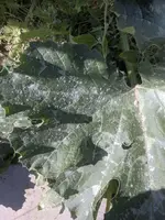 zucchini.webp