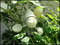 c036.webp