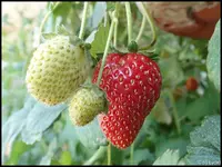 c037.webp