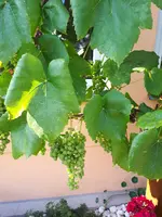 20200723_173034.webp