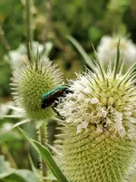 IMG_20200723_162651.jpg