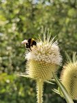 IMG_20200723_163041.jpg
