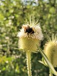 IMG_20200723_163049.jpg