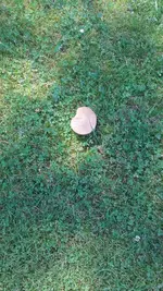 Pilz.webp
