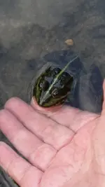 Froschkönig.webp