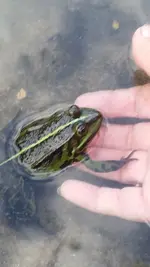 Froschkönig1.webp