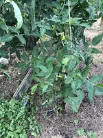 IMG_5387.JPG