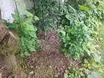 20200724_082204.jpg