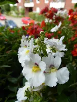 P1010420Elfenspeigel.webp