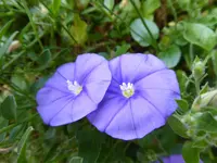 P1010421Blaue Mauritius.webp