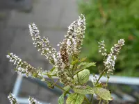 P1010424Marokkanische Minze.webp