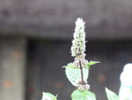 P1010425Englische Minze.JPG