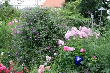 Juli    3820.webp