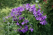 Juli    4120.webp