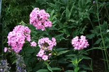 Phlox   1120.JPG