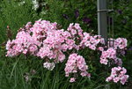 Phlox   1220.JPG