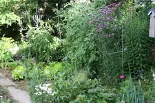 Juli   0120.webp