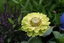 Zinie  0120.webp