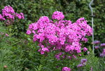 Phlox   0520.JPG