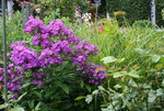 Phlox   0820.JPG