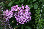 Phlox   1020.JPG