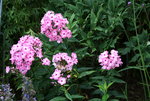 Phlox   1120.JPG