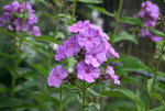 Phlox   1320.JPG