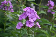 Phlox   1320.webp