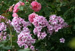 Phlox   0920.JPG