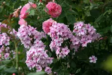Phlox   0920.JPG